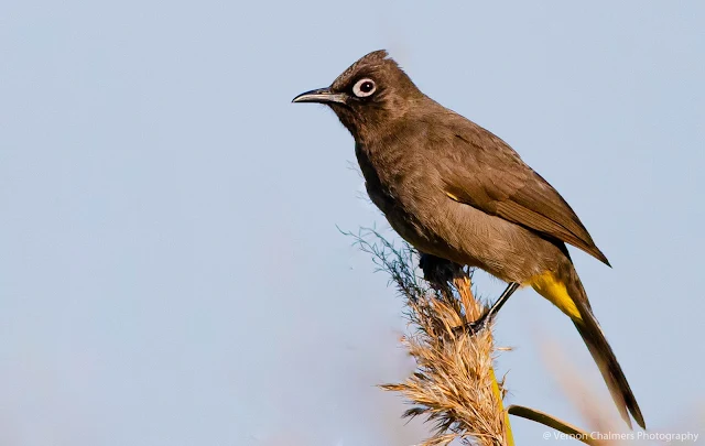 Perched Cape Bulbul Table Bay Nature Reserve Woodbridge Island Vernon Chalmers Photography