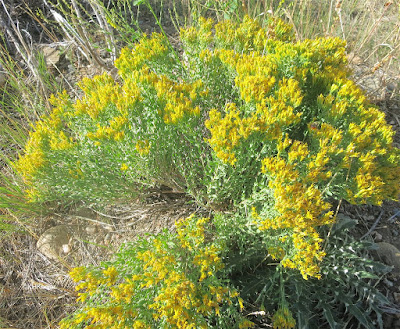 broom snakeweed, Guterrezia sarothrae