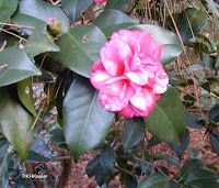 camellia flower