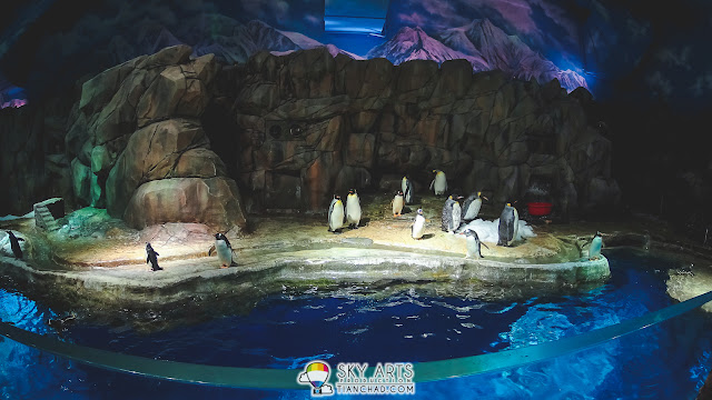 Cute penguins chilling in the cave