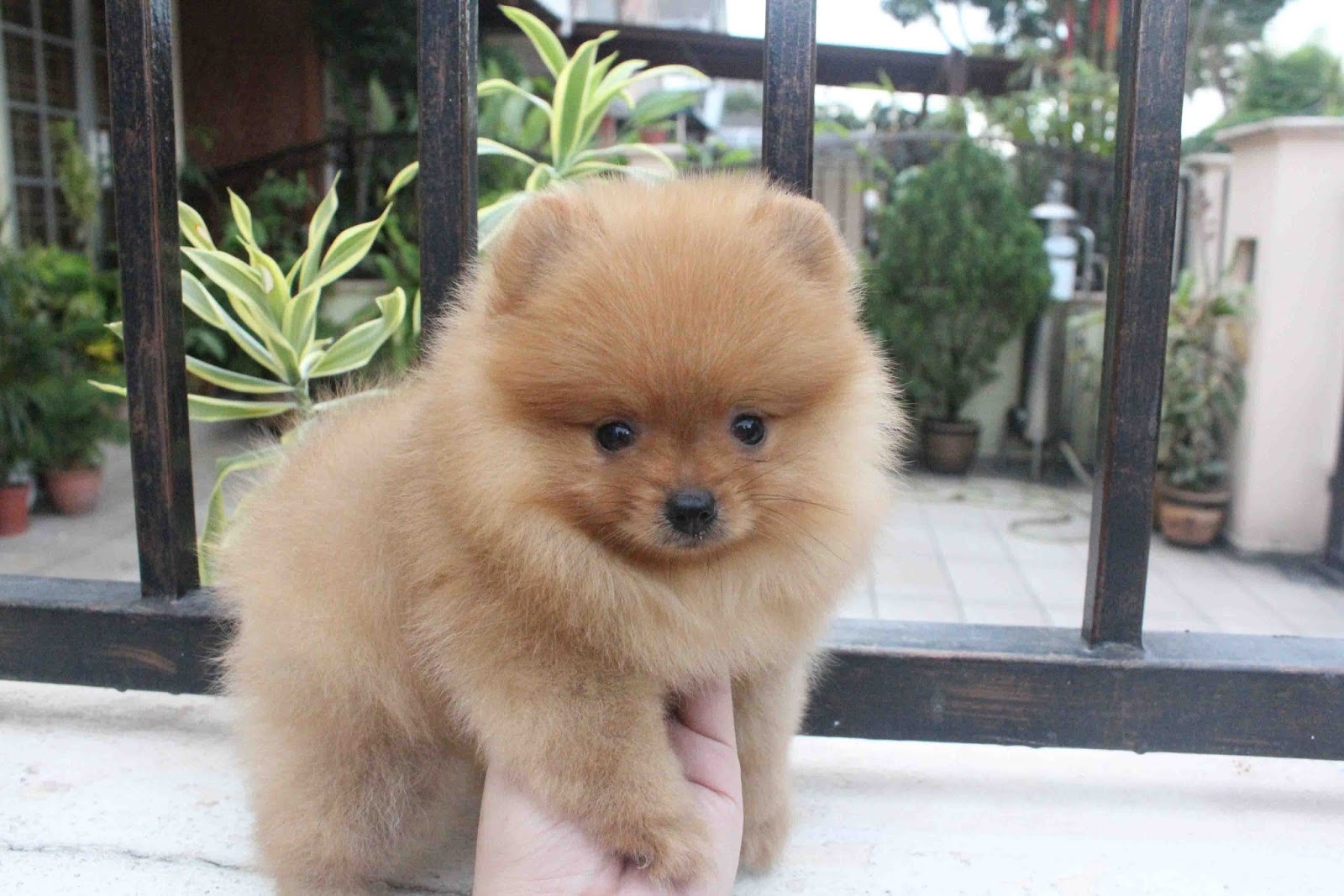 LovelyPuppy: Full Brown Color Female Pomeranian Puppy With MKA Cert