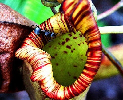 insect eating flowers