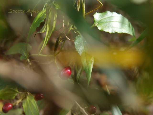 Tripterospermum japonicum