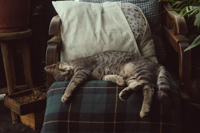 A cat sleeping on a chair