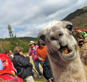 Funny animals of the week - 20 December 2013 (40 pics), close up llama