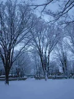 公園のケヤキ広場の雪