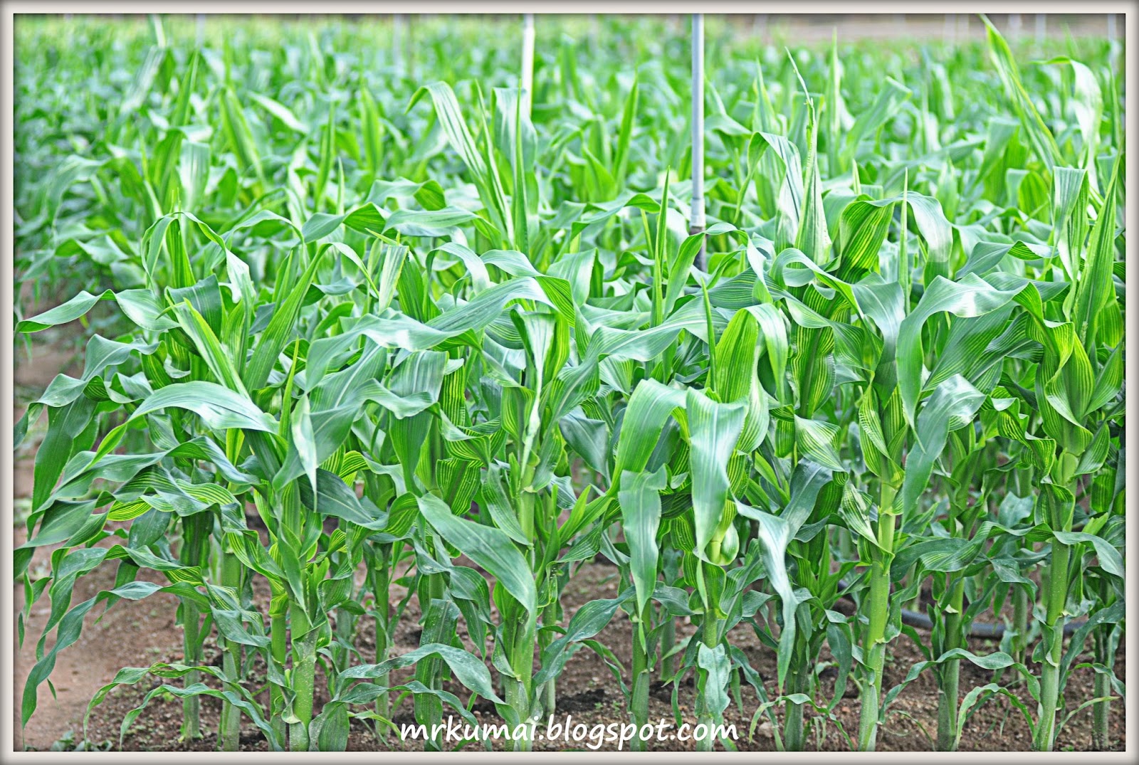 mrkumai blogspot com Kebun  Jagung  di Cameron Highlands