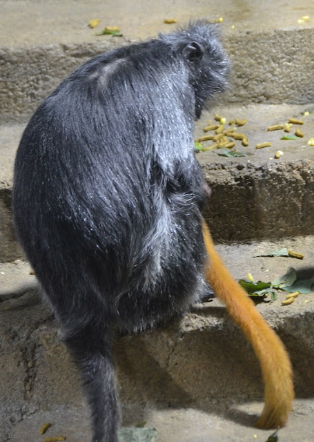 A gray and black langur mother holds her baby with only the baby's orange tail visible.