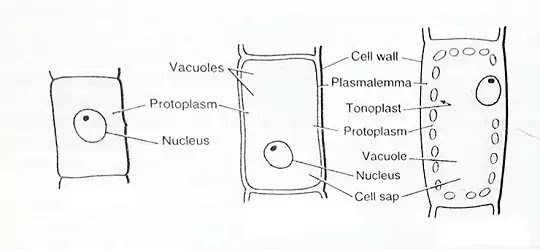 रिक्तिकाएँ(Vacuoles):General Introduction,Structure,Matter in aqueous solution|Hindi