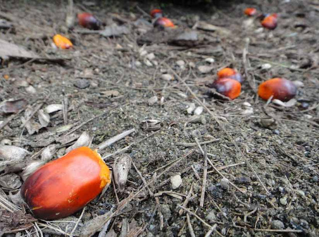 Nasib Kelapa Sawit Indonesia di Tengah Konspirasi Isu Lingkungan