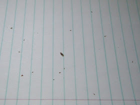 Lice and Nits on Paper