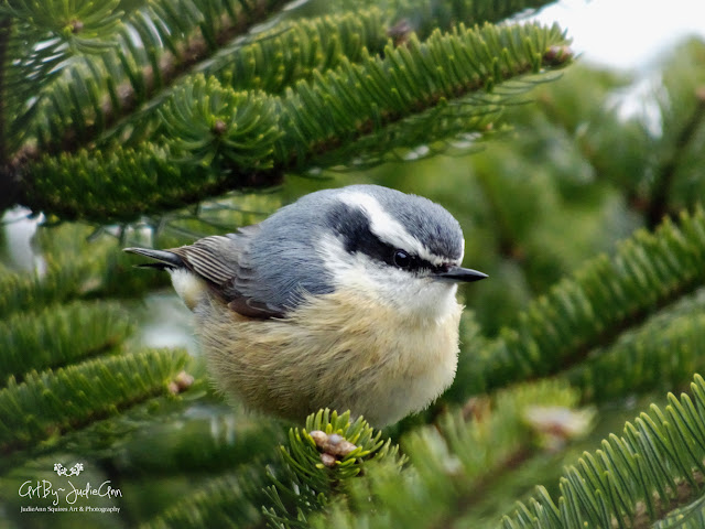 Red-breasted Nuthatch