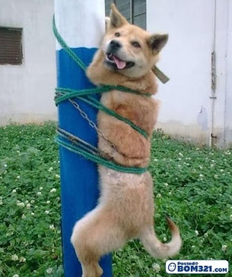Anjing Kena Ikat Kat Tiang