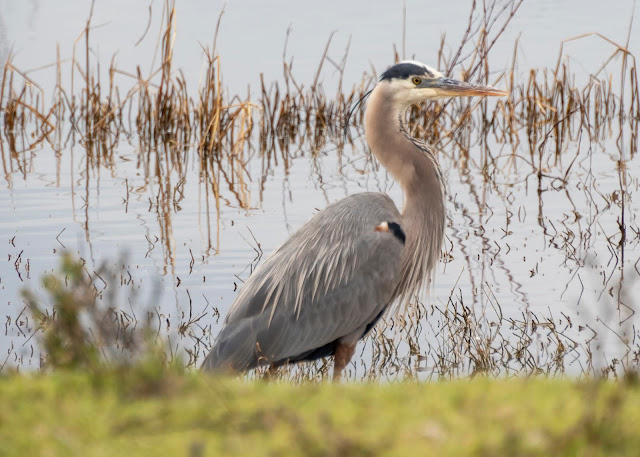 Great Blue Heron