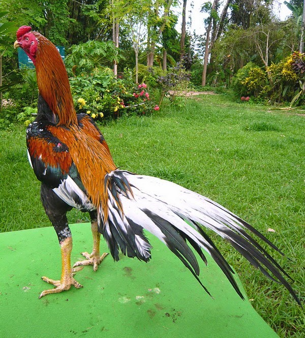 Ayam Aduan Super Kualitas Dewa