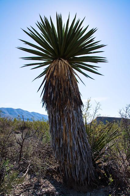 Giant Dagger Yucca, Dagger Flat Auto Trail, Big Bend National Park