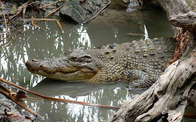 Crocodiles in sondorban