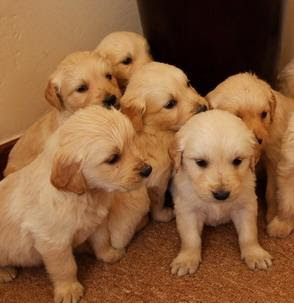 Golden Retriever Puppies Photos