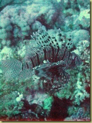 Lion Fish
