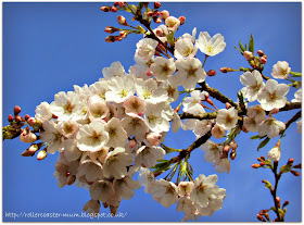 Spring blossom