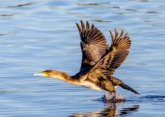 White-breasted cormorant in Flight: Canon EOS 6D / EF 70-300mm f/4 - 5.6L IS USM Lens