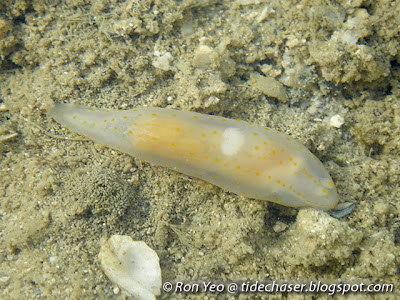 Gymnodoris sp.