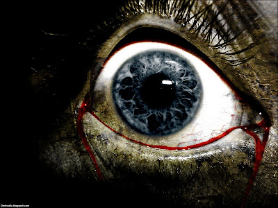 Dark Scary Eyes Desktop Wallpapers