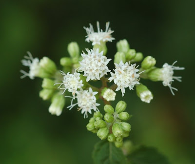 White snakeroot inflorescence