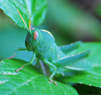 Saltamontes verde (Anacridium aegyptium)