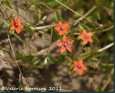 23-scarlet-pimpernel