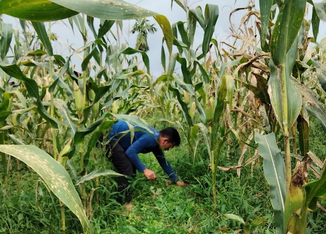 Petani Jagung di Sumut  Harapkan Dukungan Penuh Pemerintah 