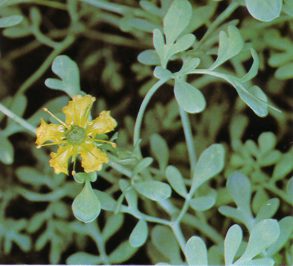 ruda, beneficios de la ruda, propiedades de la ruda, la planta ruda, baños de ruda, para que sirve la ruda, secretos de la ruda, ruda macho, ruda hembra, suerte con la ruda, la planta de la suerte, oraciones de la suerte, talisman de la ruda, salud con la ruda, energias positivas con la ruda, atraer la suerte con la ruda, creencias de la ruda, rituales de la ruda, ritual magico de la ruda, suerte y dinero con ruda, medium, visionario, hechizos con la ruda, brujerias con la ruda, ritual poderoso con rudas, materiales para la suerte, baños con ruda, hojas de ruda, hoja de la ruda, que es la ruda, eliminar brujerias, eliminar ondas negativas, sacar las malas energias con la ruda, trabajos con la ruda, personas que hacen trabajos de suerte, dinero, amor, trabajo, la ruda