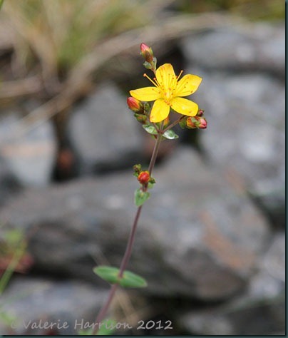 24-Slender-St-John's-wort-(Hypericum-pulchrum)