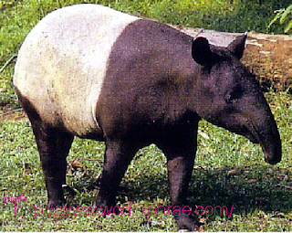 tapir malayo Tapirus indicus