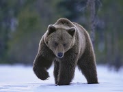 52+ Koleksi Spesial Gambar Wallpaper Beruang Lucu