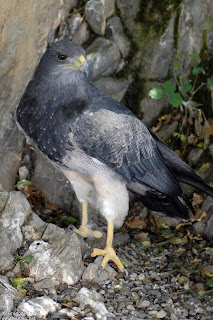 aguila mora Geranoaetus melanoleucus presas del Aguila mora