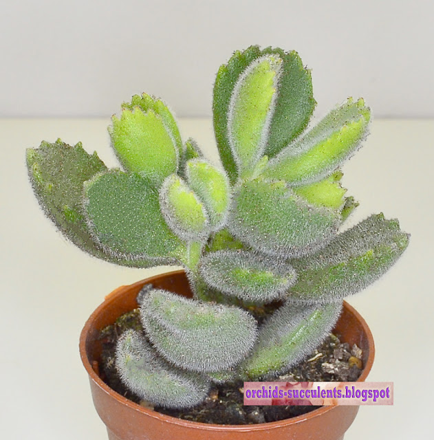 Cotyledon tomentosa, Κοτυληδών η χνουδωτή