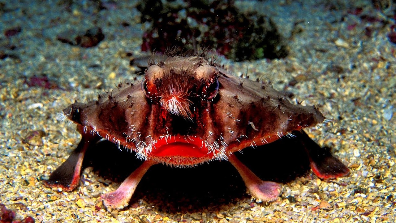Cuteness - Cute Animals
