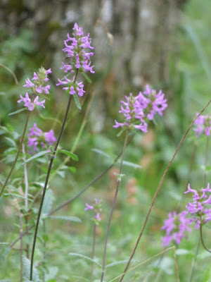 bétoine officinale Montaris