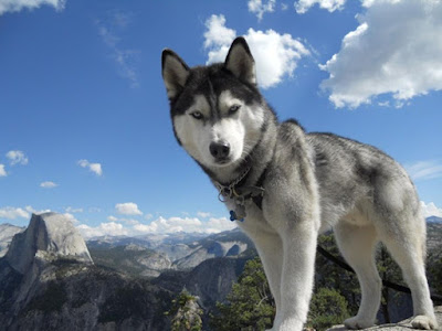 Why is the Siberian husky a beautiful dog
