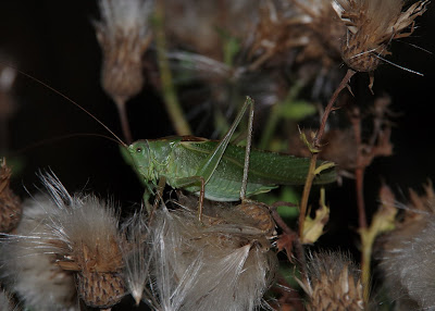 Great Green Bush-cricket