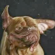 Dog Shaking In Slow Motion.