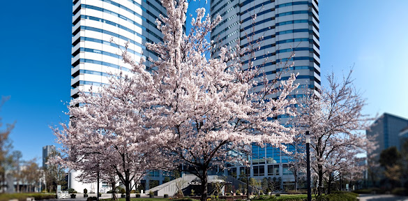 Cherry blossom, Tokyo Japan (Raw + Photoshop Photomerge + Topaz Lens Effects)
