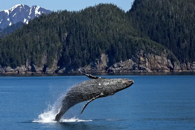 Las ballenas jorobadas como bioindicadores de la contaminación por mercurio en el Antártico