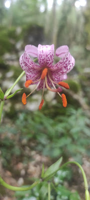 Lilium Kelloggii Purdy