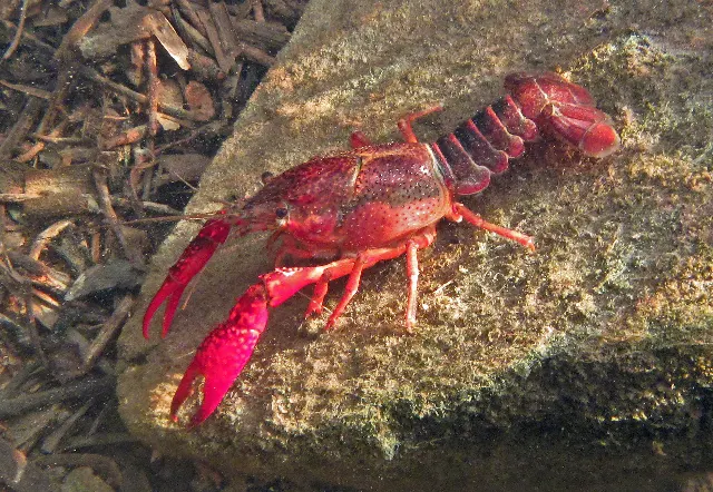 Red swamp crayfish. Credit: USGS