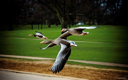 flying geese, London Hyde park