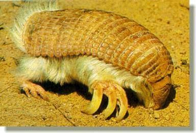 Pink Fairy Armadillo