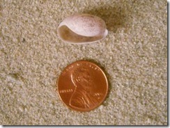 Atlantic bubble shell