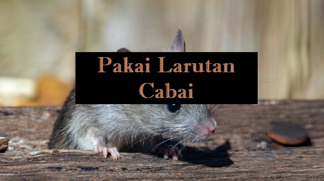 Cara Mengusir Tikus